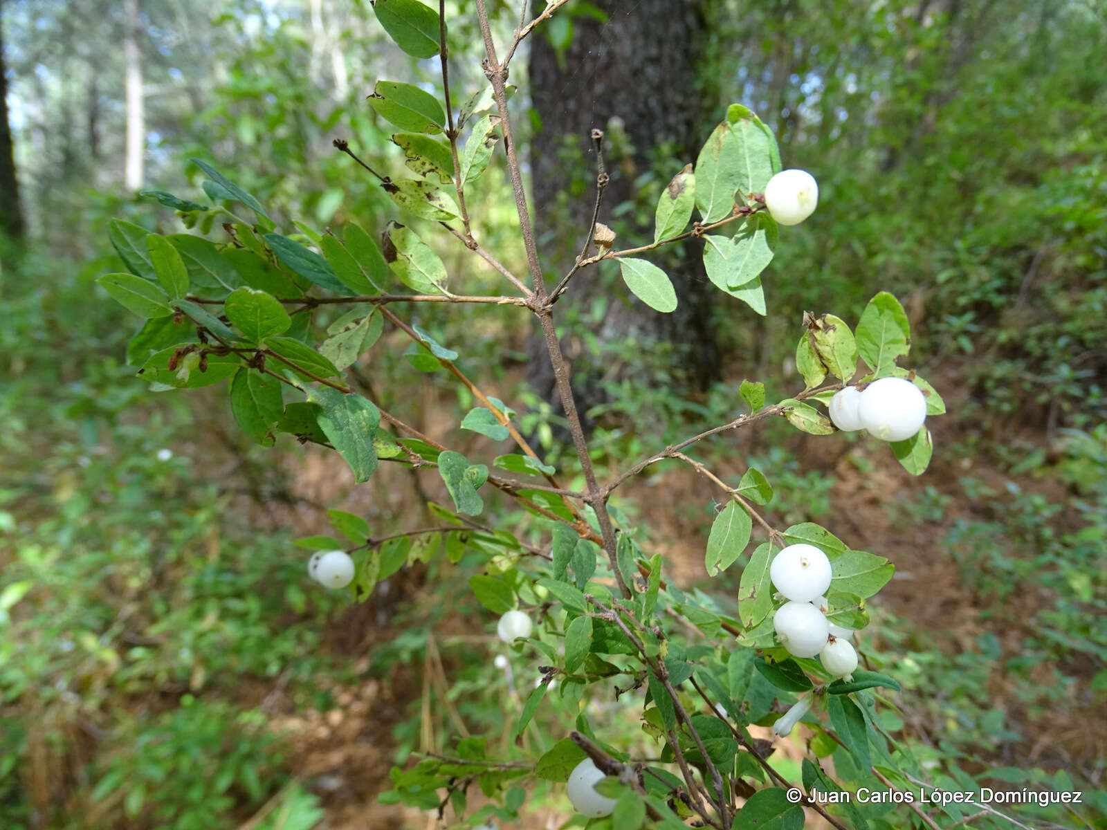 Image of pink snowberry