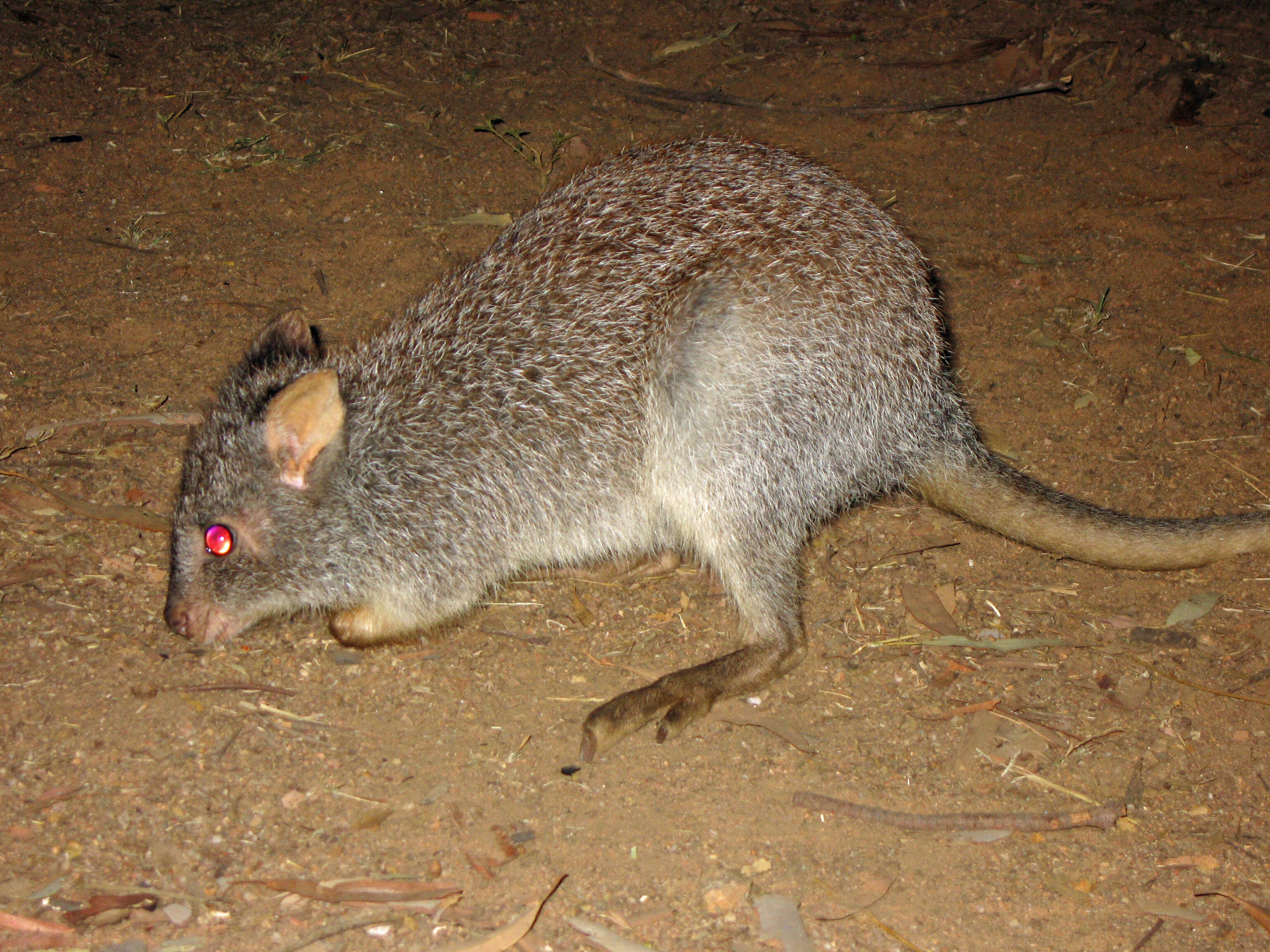 Image of Aepyprymnus Garrod 1875