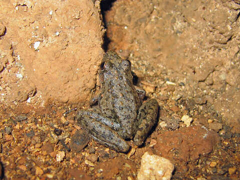 Image of Bumpy Rocket Frog