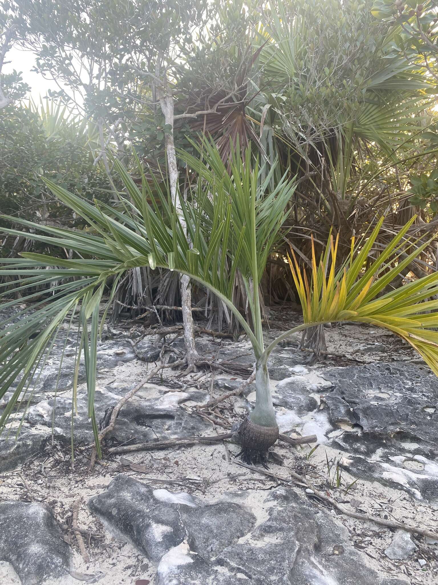 Image of Florida cherry palm