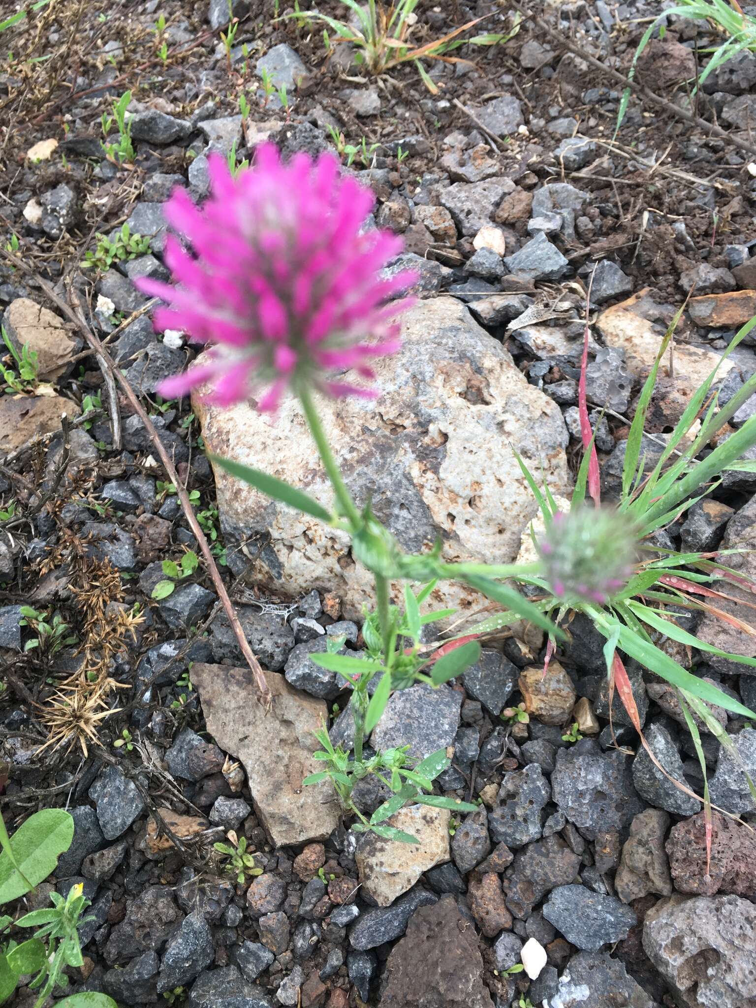 Imagem de Trifolium dasyurum C. Presl