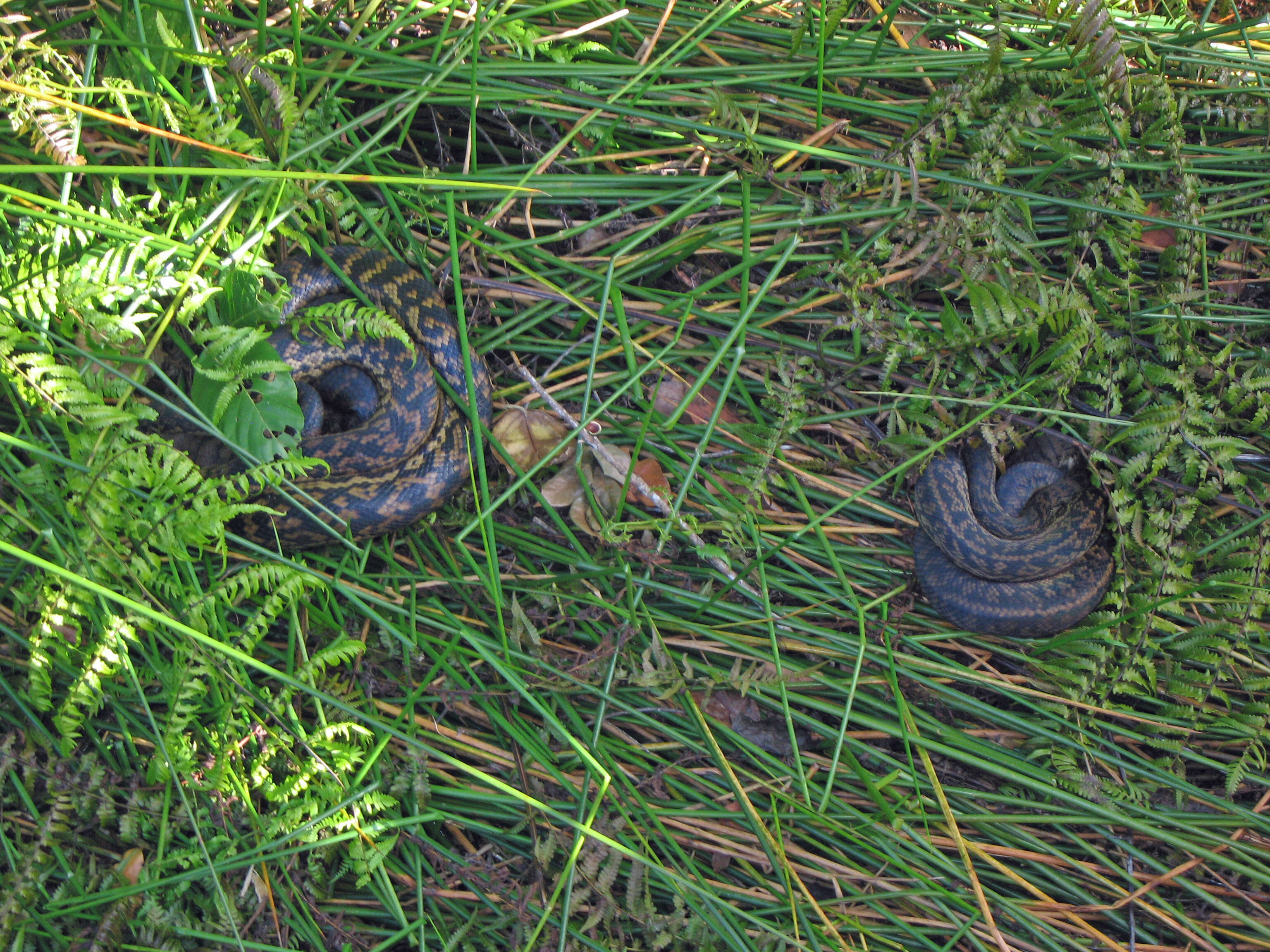 Image of Amethystine or scrub python