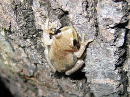 Sivun Litoria rubella (Gray 1842) kuva