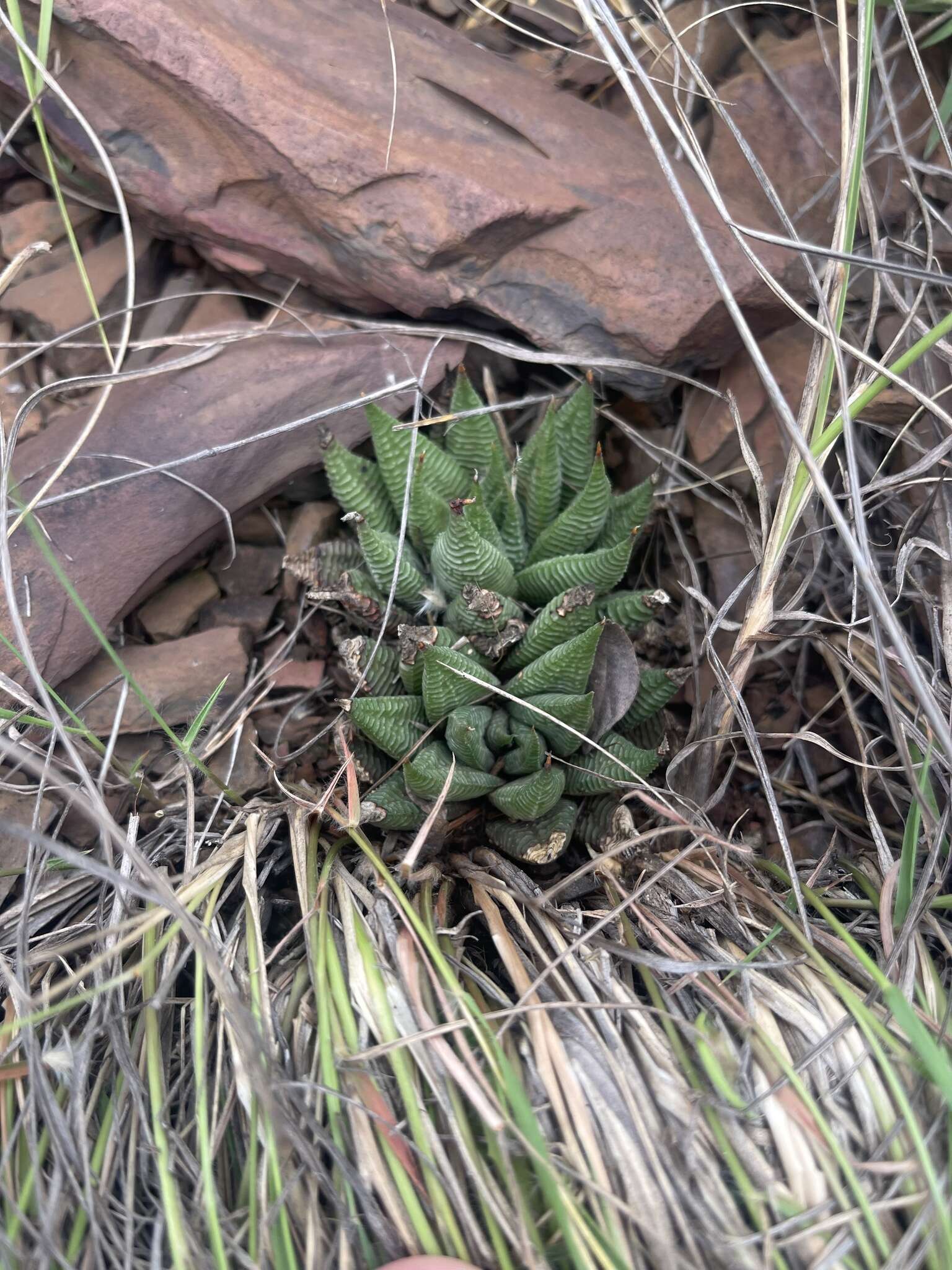 Image of Haworthiopsis limifolia (Marloth) G. D. Rowley