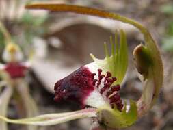 Image of Small spider orchid