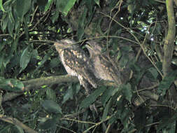 Image of Papuan Frogmouth