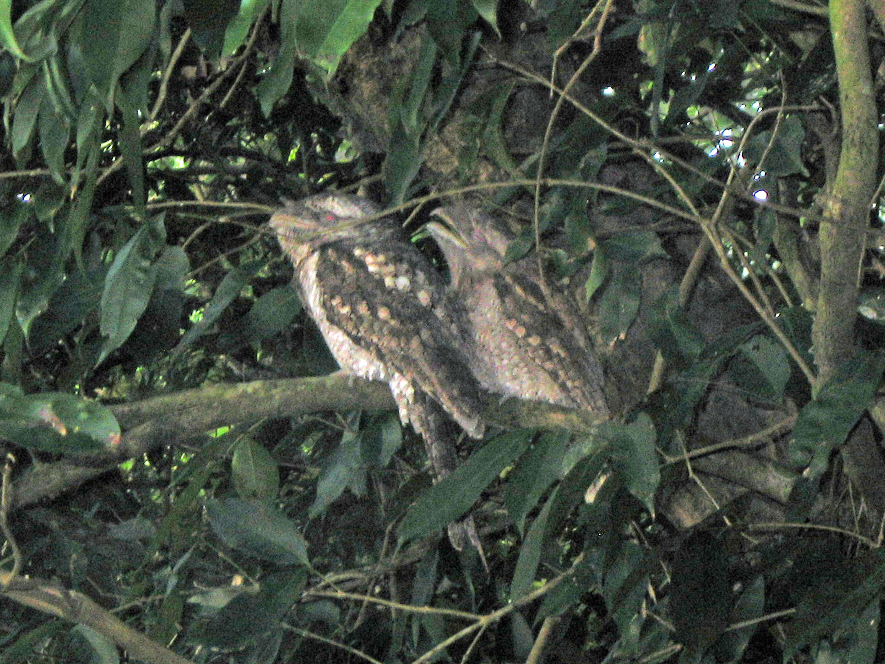 Image of Papuan Frogmouth