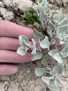 Image of sack saltbush