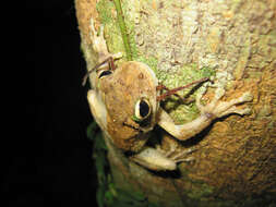 Image of Brown-spotted Treefrog