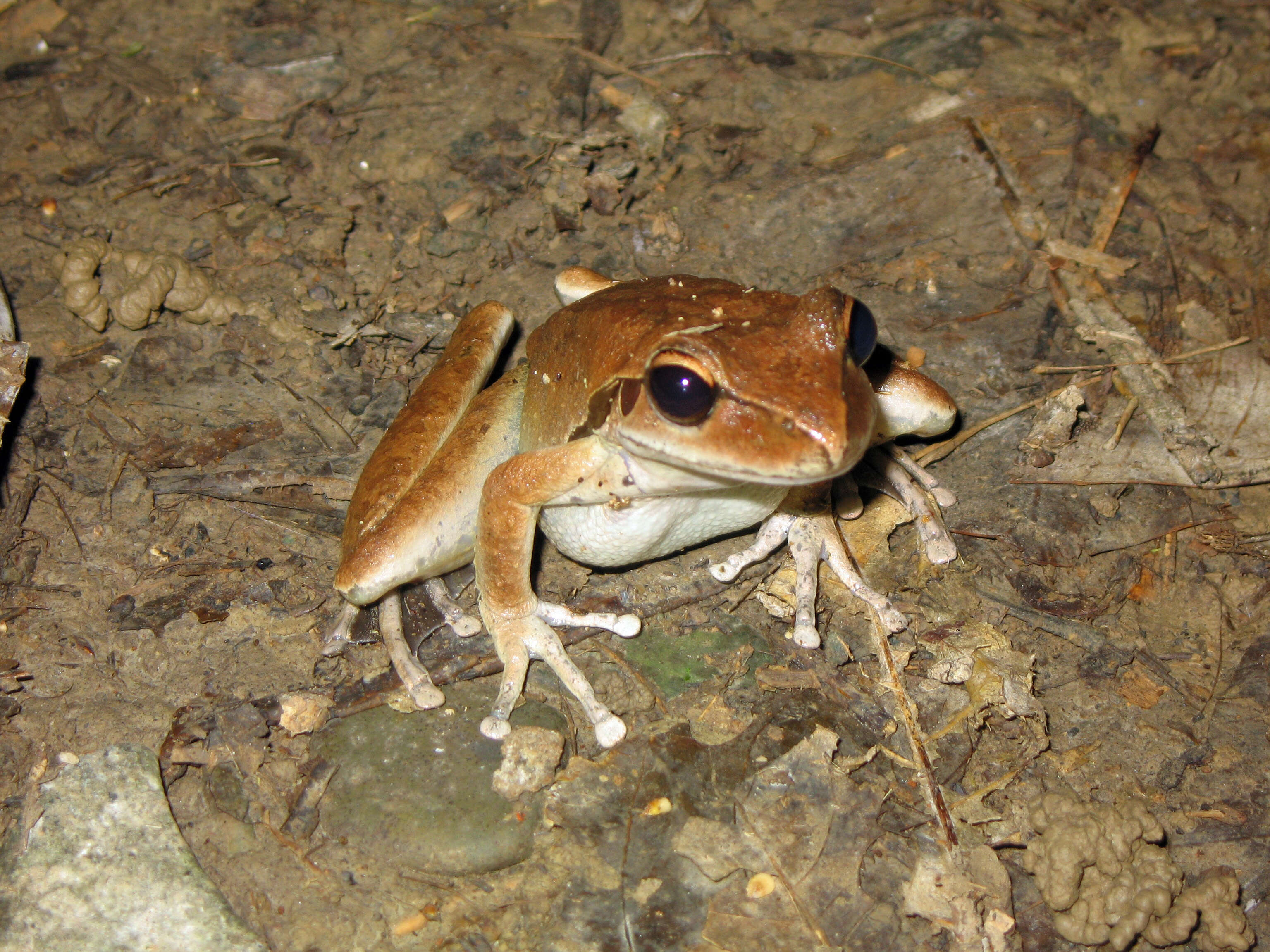 Image de Ranoidea wilcoxii (Günther 1864)