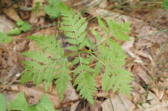 Image of Botrypus virginianus (L.) Michx.