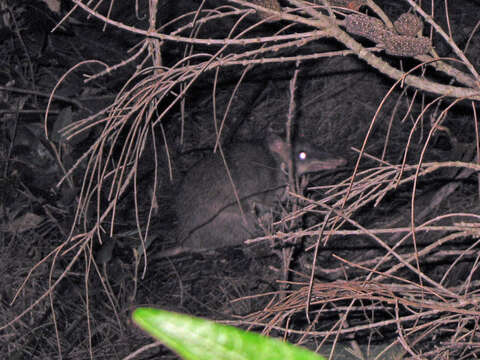 Image of Northern Brown Bandicoot