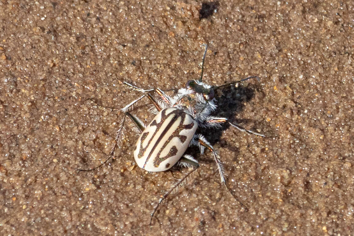 Слика од Habrodera capensis (Linnaeus 1764)