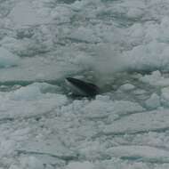 Image of Antarctic Minke Whale