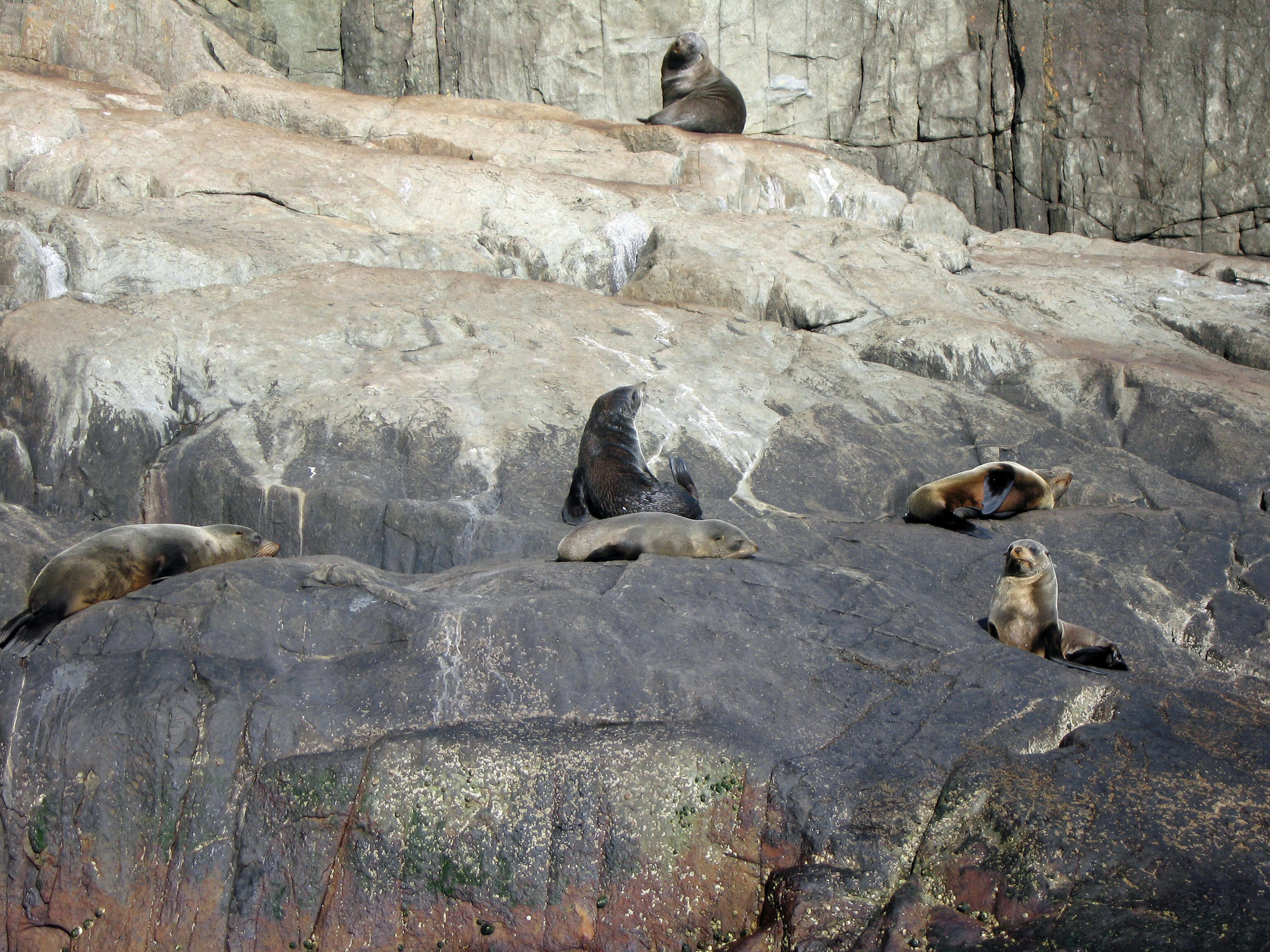 Image of Antipodean Fur Seal