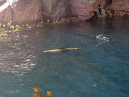 Image of Antipodean Fur Seal