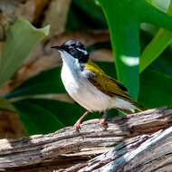 Image of White-throated Honeyeater