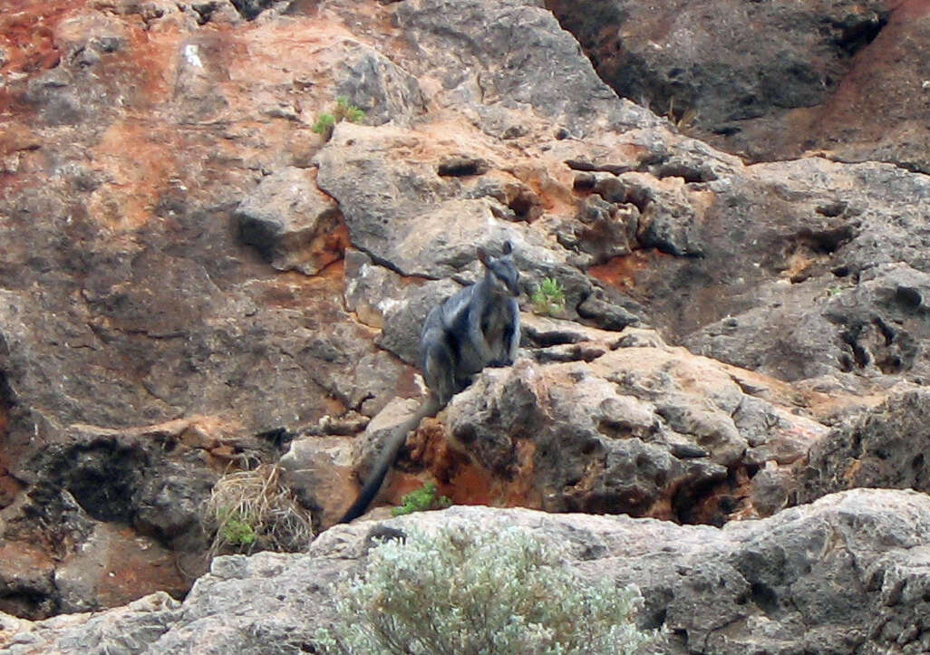 Image of Black-flanked Rock Wallaby