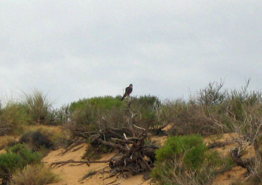 Image of Brown Falcon