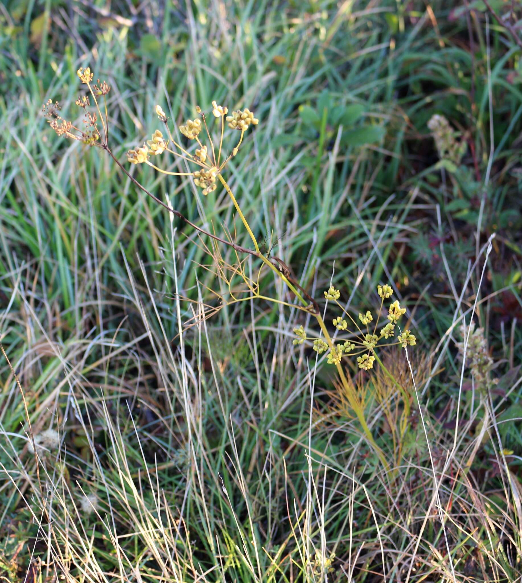 Image of Peucedanum longifolium Waldst. & Kit.