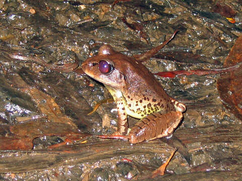 Image of Great Barred River-frog