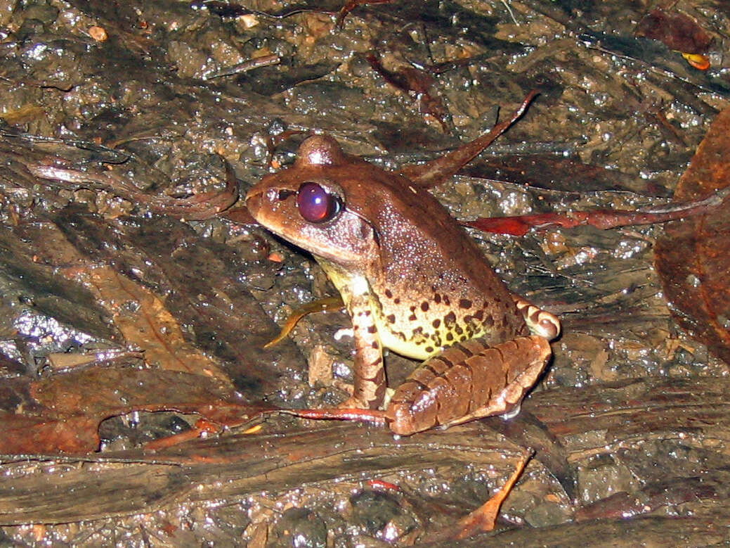 Plancia ëd Mixophyes fasciolatus Günther 1864