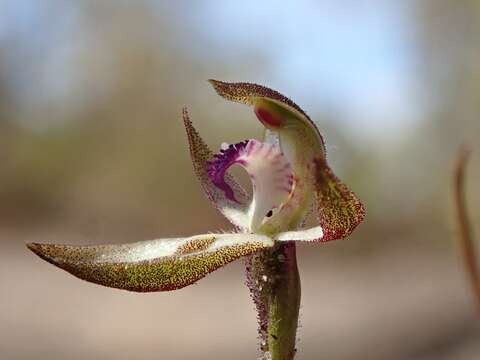 Image of Caladenia atrata D. L. Jones