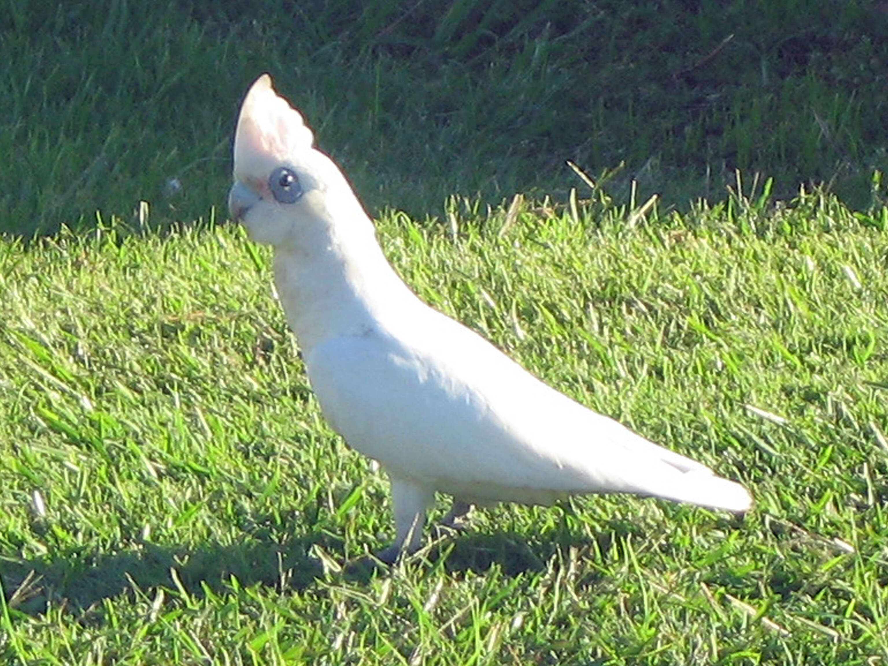 Image of Little Corella