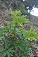 Image of Helleborus vesicarius Aucher