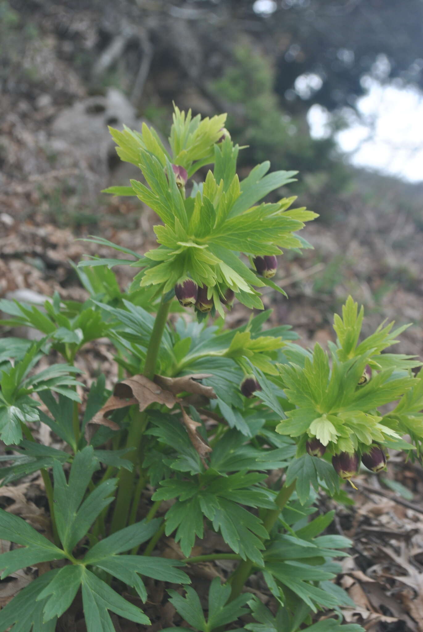 Image of Helleborus vesicarius Aucher