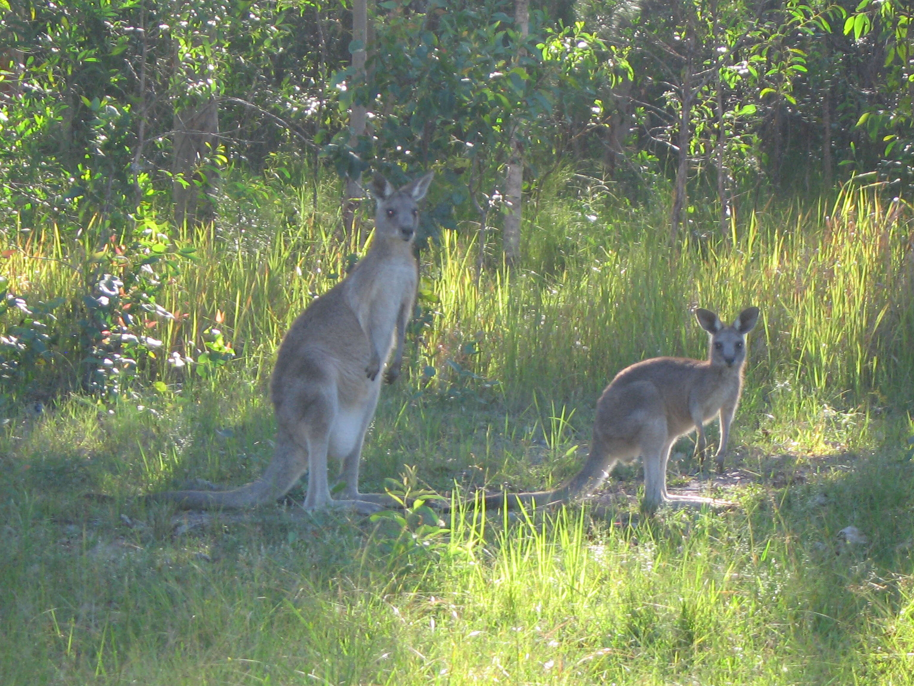 Image of kangaroo