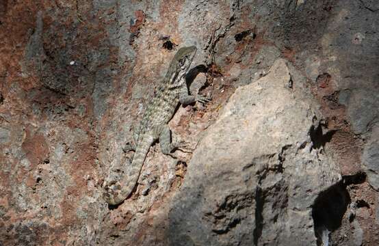 صورة Leiocephalus carinatus aquarius Schwartz & Ogren 1956