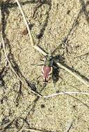 Image of Blowout tiger beetle