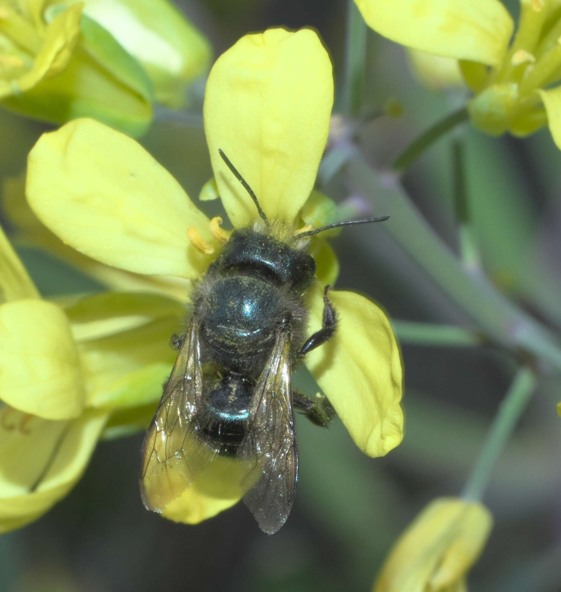 Image of Blue Orchard Bee
