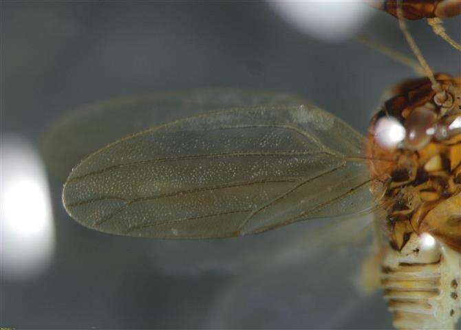 Image of Tristania psyllid