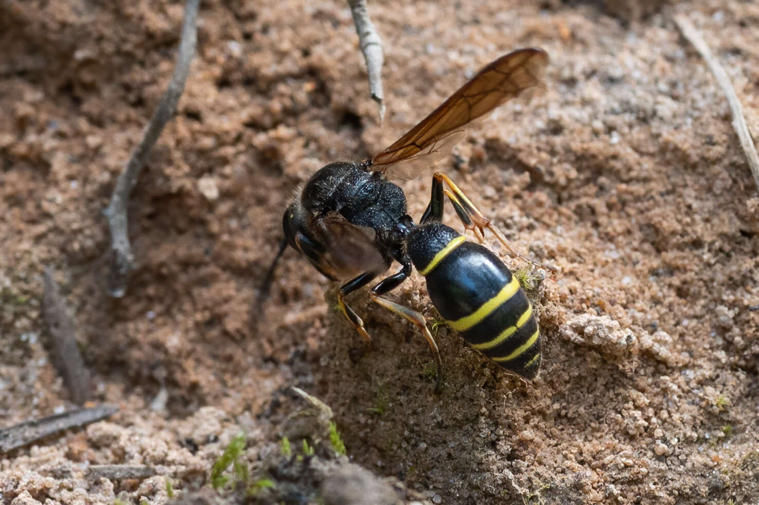 Sivun Symmorphus murarius (Linnaeus 1758) kuva