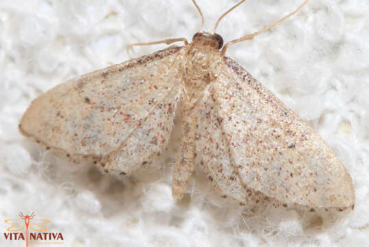 Image of Idaea infirmaria Rambur 1833