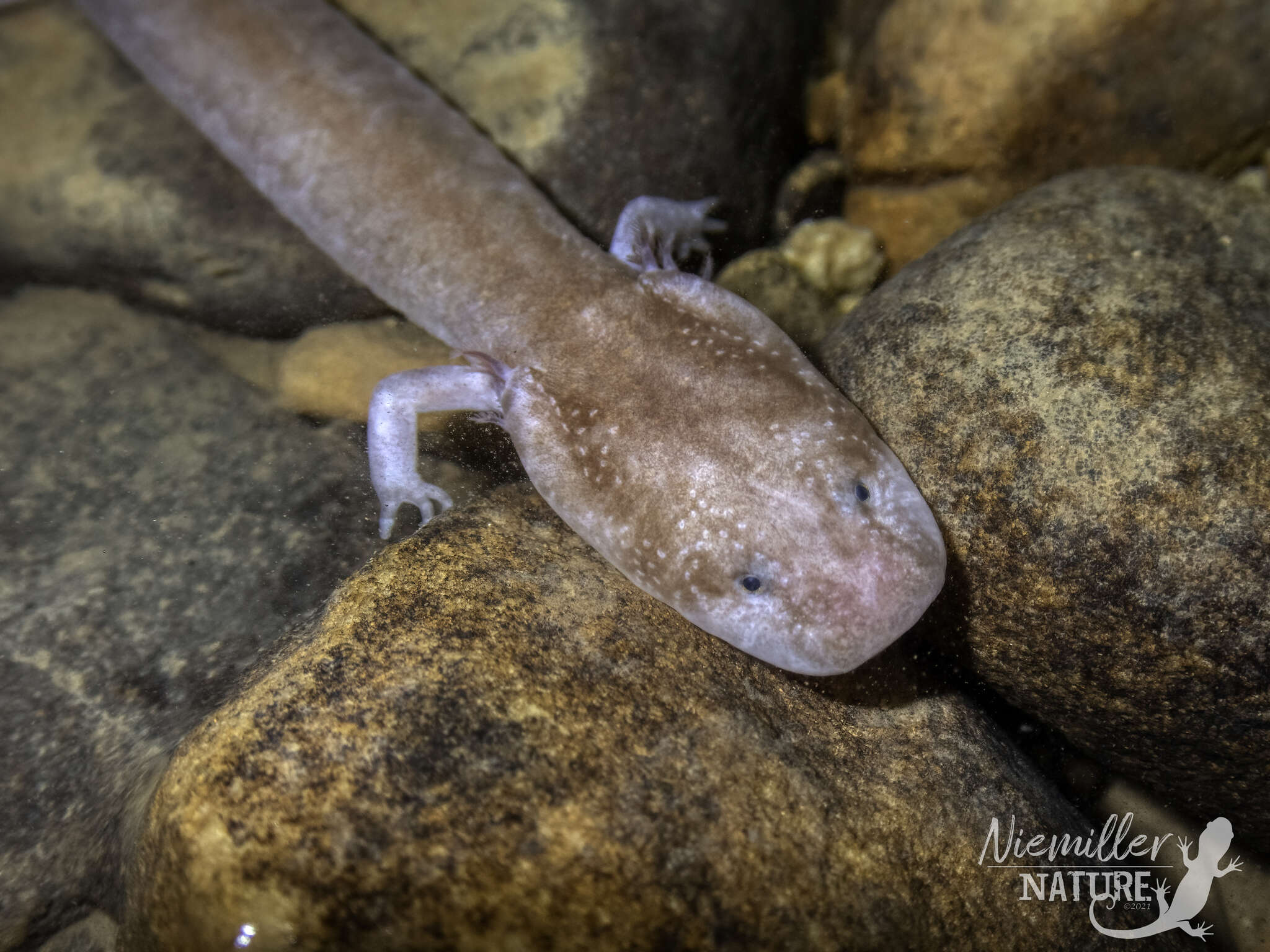 Image of Tennessee Cave Salamander