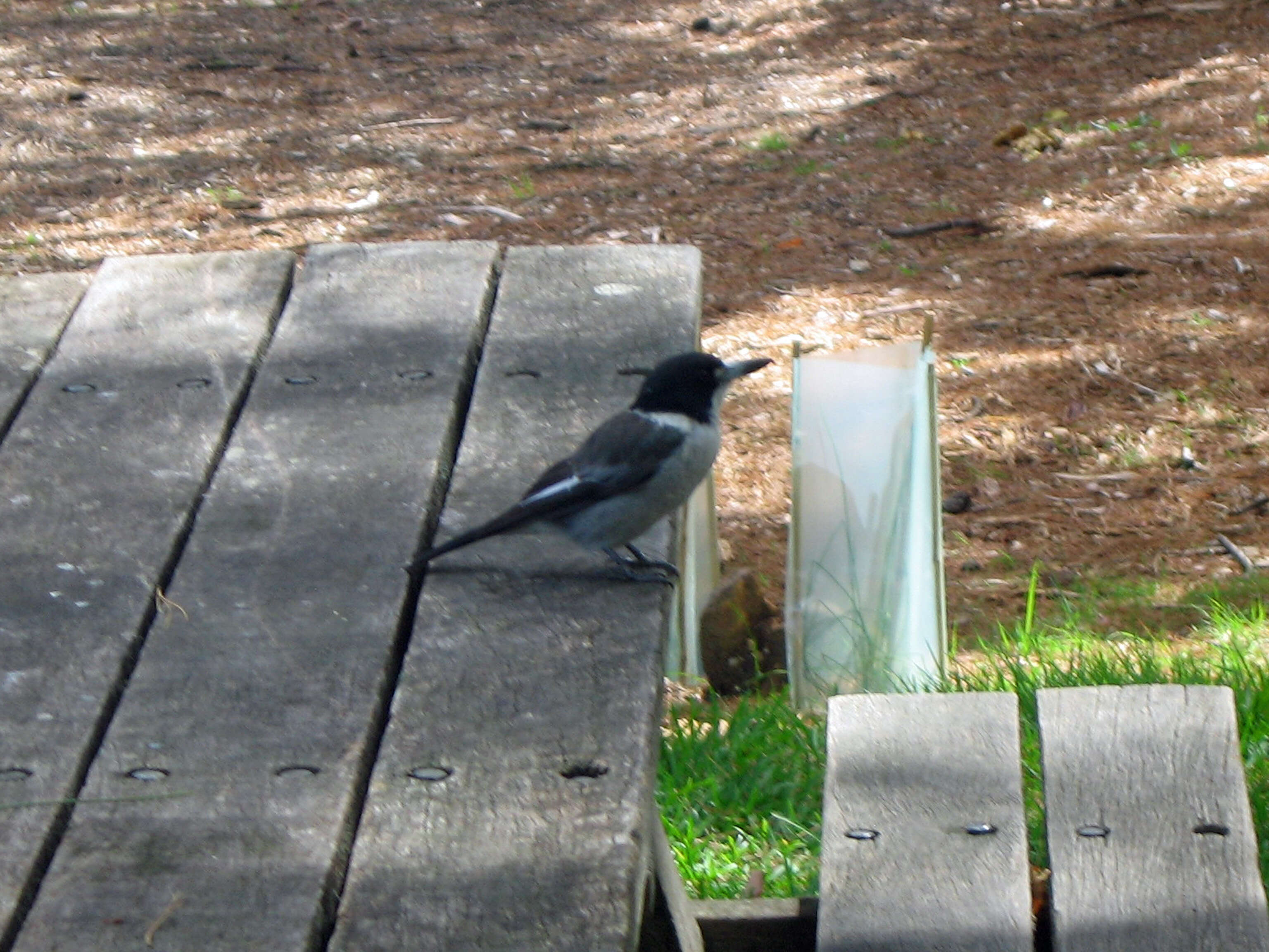 Image of Grey Butcherbird