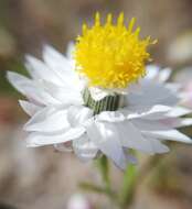 Image of Waitzia suaveolens (Benth.) Druce