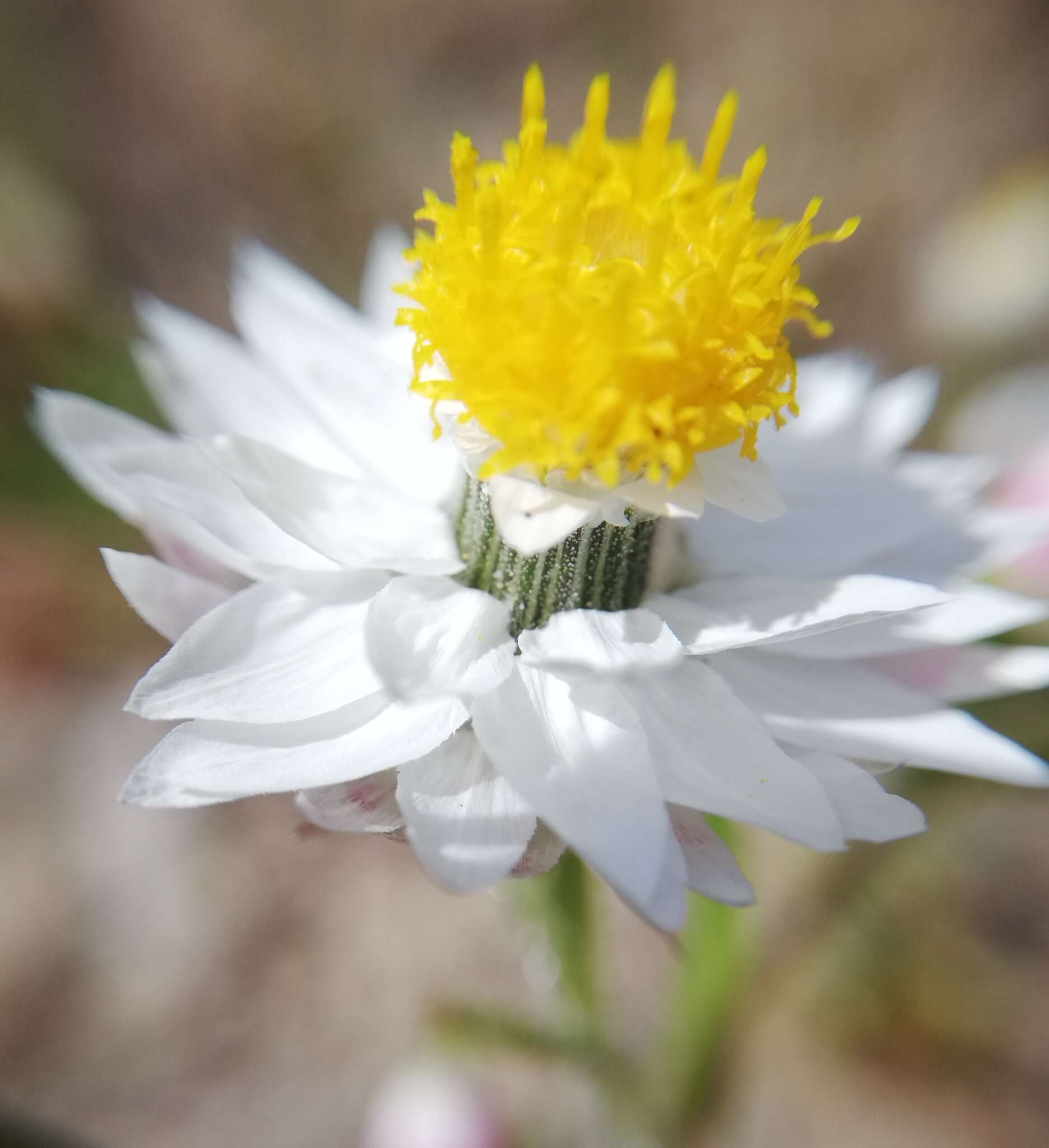 Image of Waitzia suaveolens (Benth.) Druce