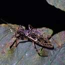 Acanthaspis signifera Stål 1863 resmi