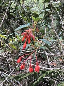 Слика од Begonia ferruginea L. fil.