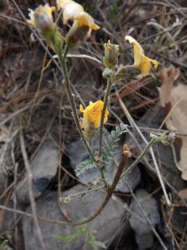 Aeschynomene fascicularis Cham. & Schltdl. resmi