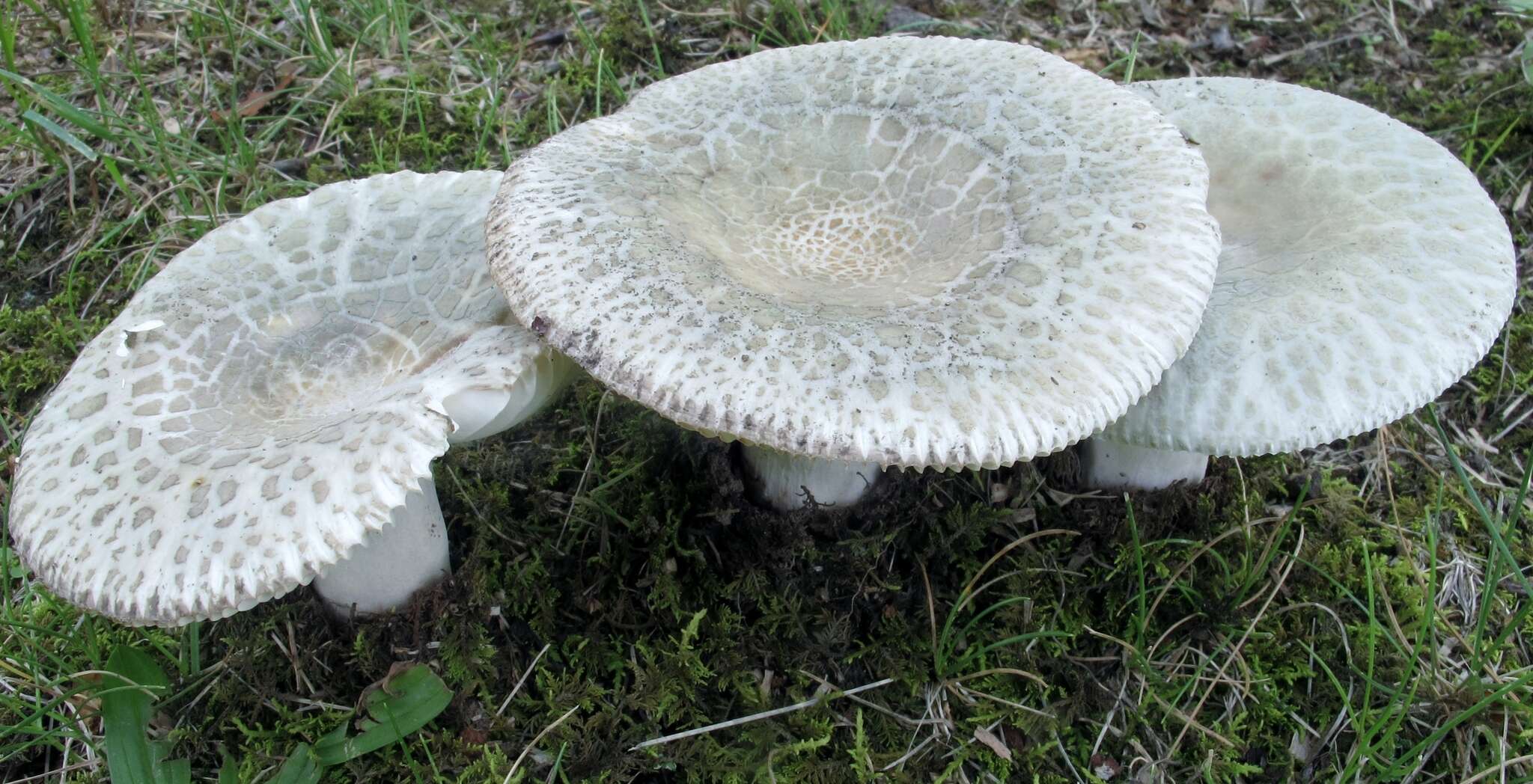 Image of Russula parvovirescens Buyck, D. Mitch. & Parrent 2006