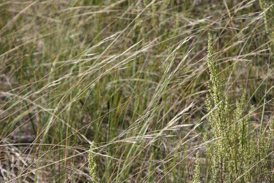 Imagem de Stipa spartea Trin.