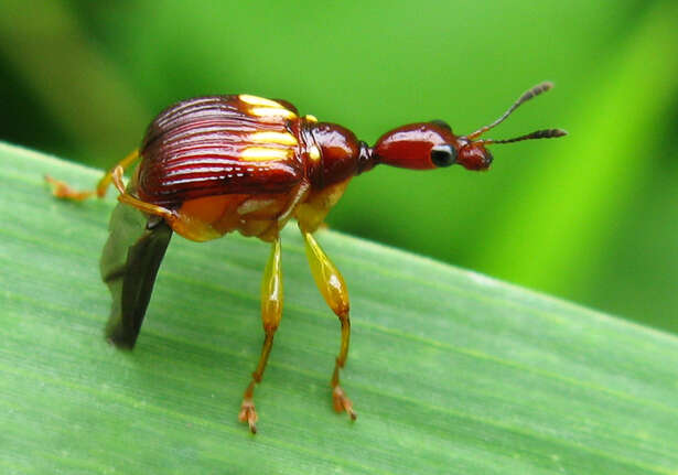 Image of Hamiltonius quadriguttatus Legalov 2007