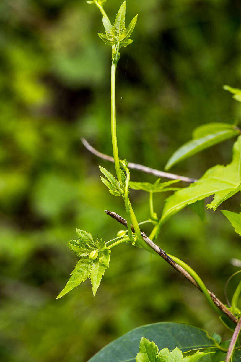 Image of Ceratiosicyos laevis (Thunb.) A. Meeuse