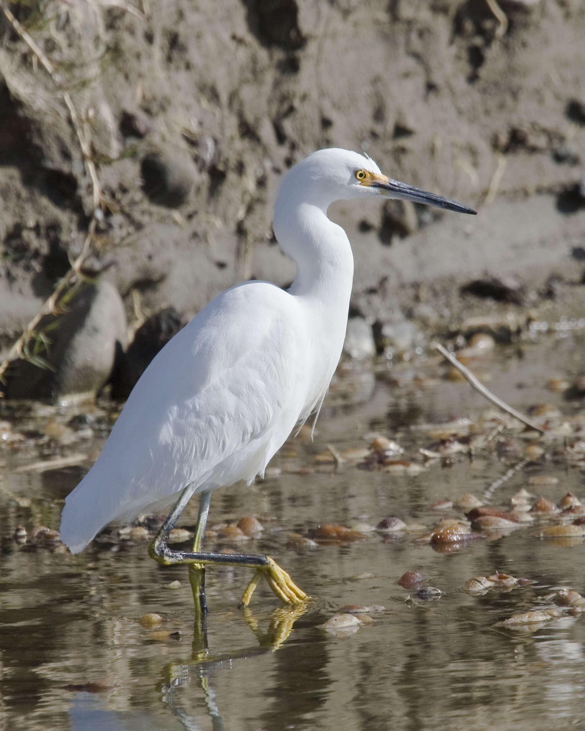 Image of Egretta Forster & T 1817