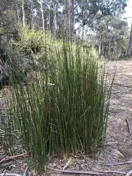 Imagem de Juncus astreptus L. A. S. Johnson